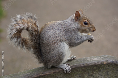 A squirrel on a bench in St. James's Park, London (UK)