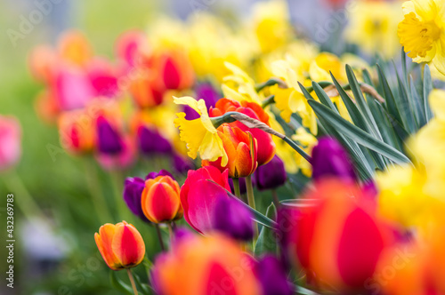 kolorowa rabata kwiatowa w ogrodzie © Henryk Niestrój