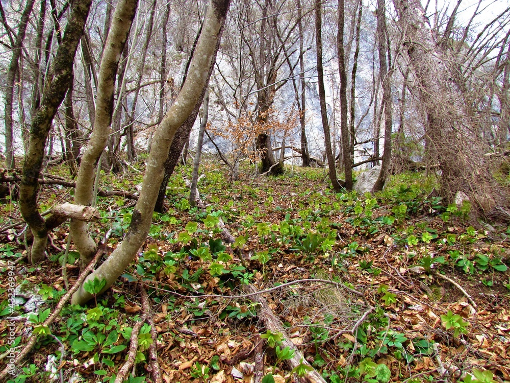 Forest with the ground covered in green Helleborus odorus flowers Forest with the ground covered in green Helleborus odorus flowers