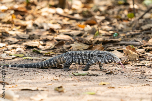 The Argentine black and white tegu (Salvator merianae)