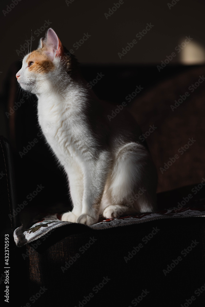 cat, kitten, animal, pet, cute, feline, white, fur, domestic, pets, cats, black, kitty, animals, portrait, mammal, young, beautiful, tabby, eyes, looking, orange, adorable Stock Photo | Adobe Stock cat, kitten, animal, pet, cute, feline, white, fur, domestic, pets, cats, black, kitty, animals, portrait, mammal, young, beautiful, tabby, eyes, looking, orange, adorable Stock Photo | Adobe Stock