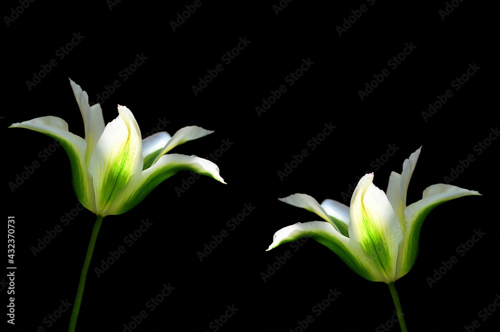 Biało zielone tulipany na czarnym tle - obrazy, fototapety, plakaty 