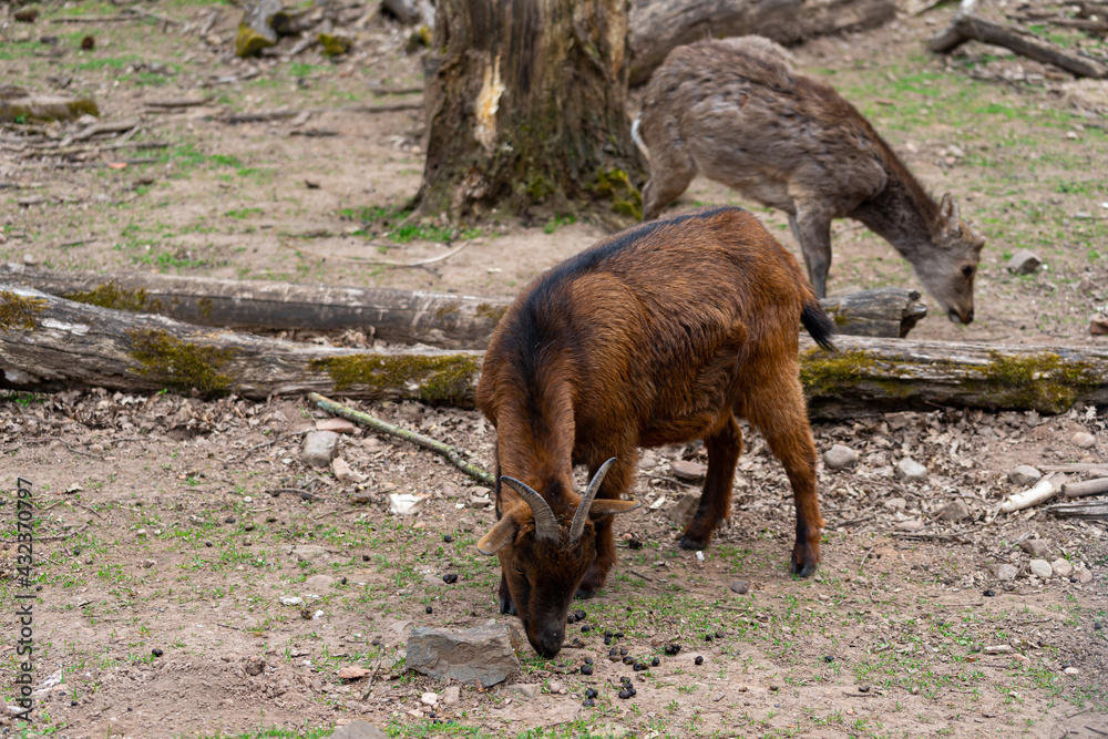 Fototapeta premium Little Goat 