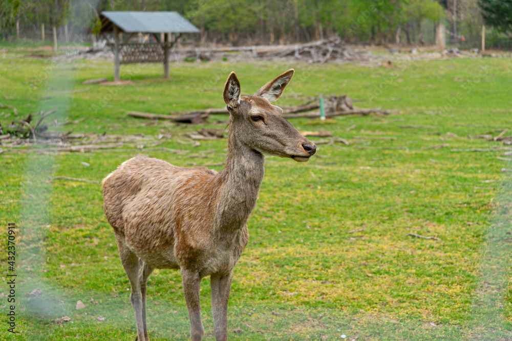 Naklejka premium Deers in a animal Park. Deer. Stag.