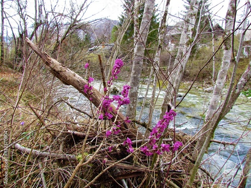 Pink mezereum (Daphne mezereum) spring flowers and a river behind photo