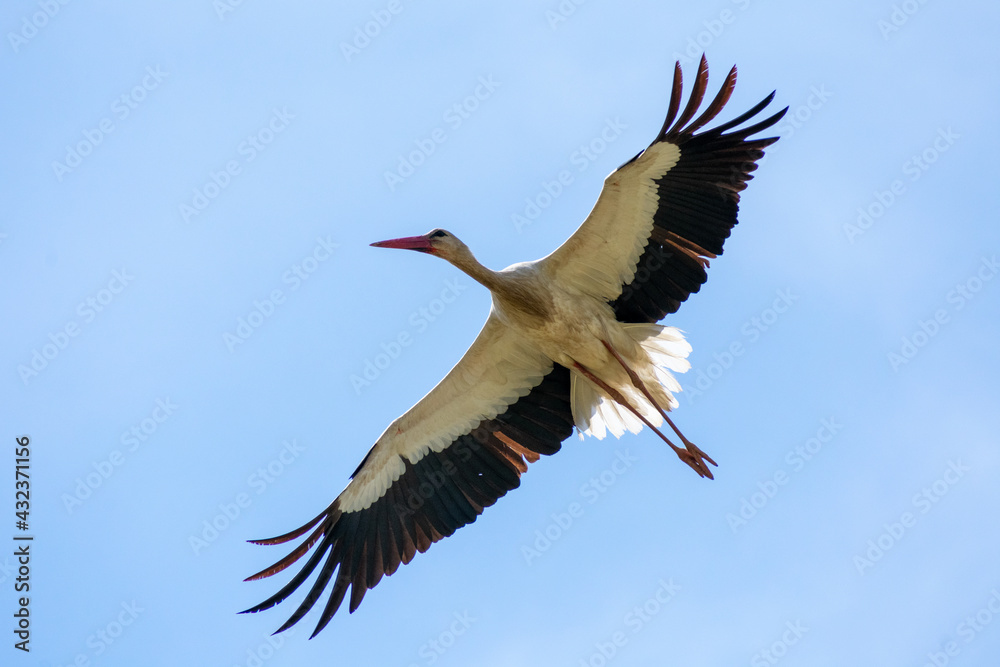 Close-up shot of White Stork (Cinocia Ciconia) Close-up shot of White Stork (Cinocia Ciconia)