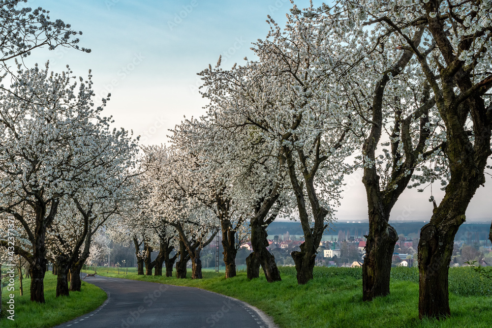 kwitnące aleje czereśniowe na Górze św. Anny (woj. opolskie)