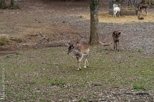 Deers in a animal Park. Deer. Stag. © Carsten