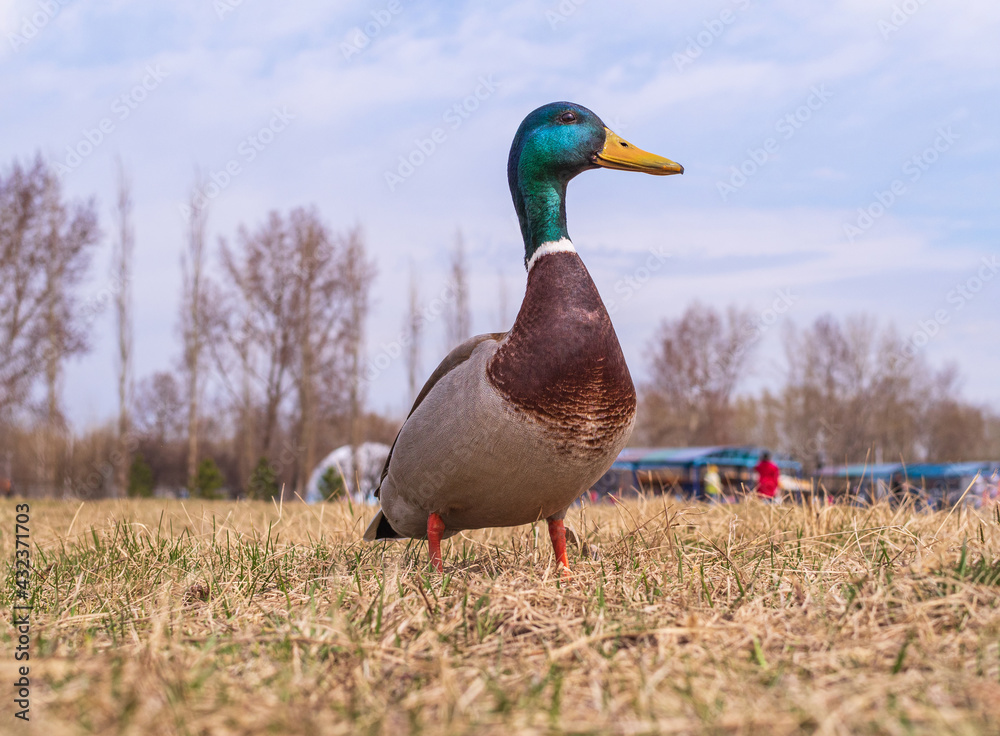 Fototapeta premium A male mallard is standing on the lawn. Close-up. Bird portrait.