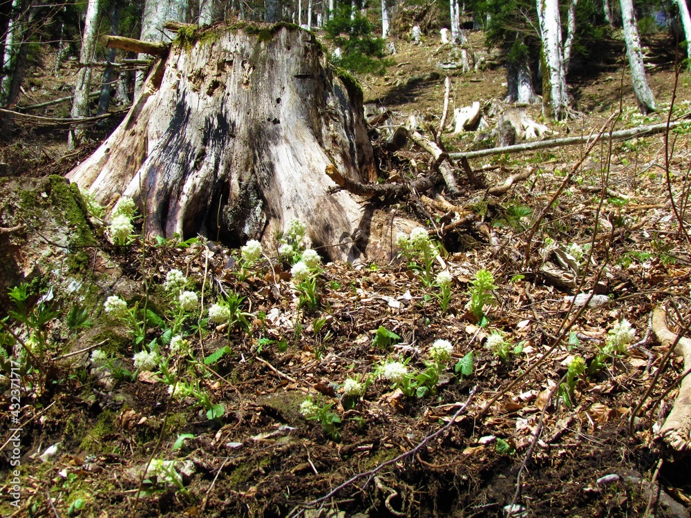 White blooming butterbur (Petasites hybridus) flowers in a forest