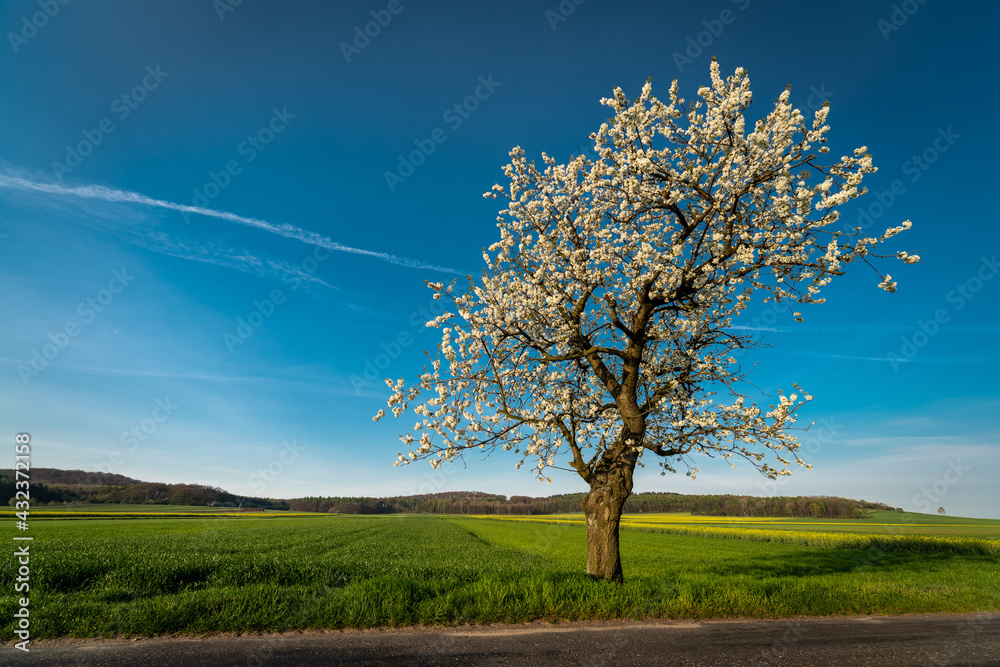 Fototapeta premium kwitnące drzewo czereśni w polu