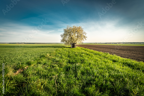 kwitnące drzewo czereśni w polu