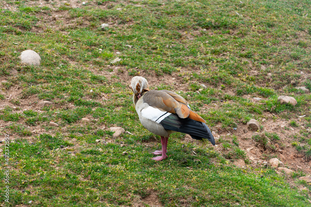 Egyptian goose on the Water