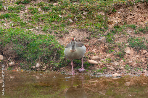 Egyptian goose on the Water