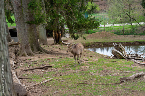 Deers in a animal Park. Deer. Stag.