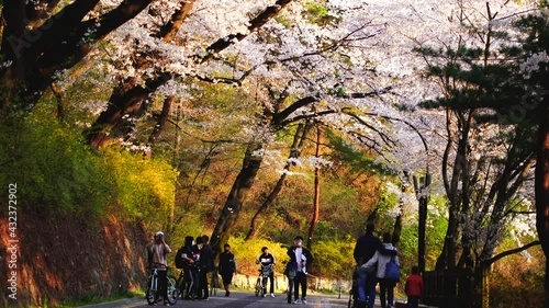 Tourists walking around the cherry blossoms tunnel On the road at Namsan Mountain in Seoul, 12 April 2020, South Korea vdo 4k