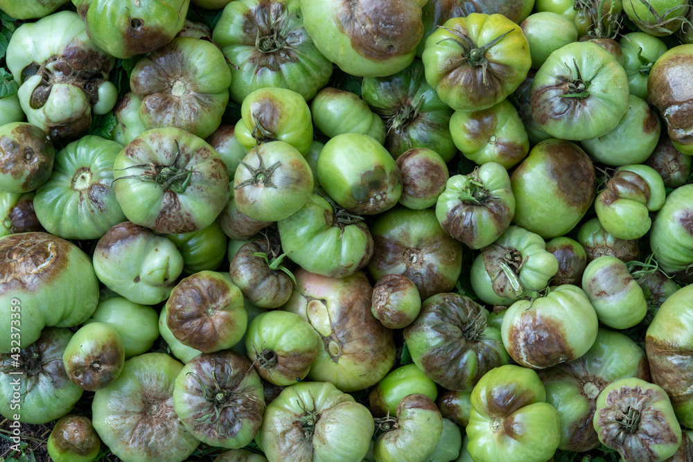 Unripe tomatoes affected by late blight. Phytophthora Infestans. Top view.