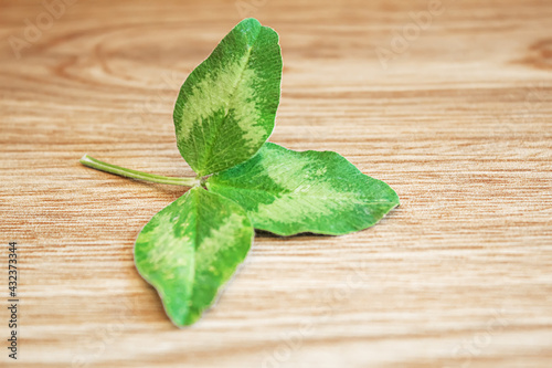 Clover leaf. Happy St. Patrick's Day. Selective focus. photo