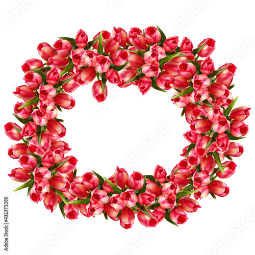 frame made of red tulips isolated on white background with​ cutout have clipping​ path​