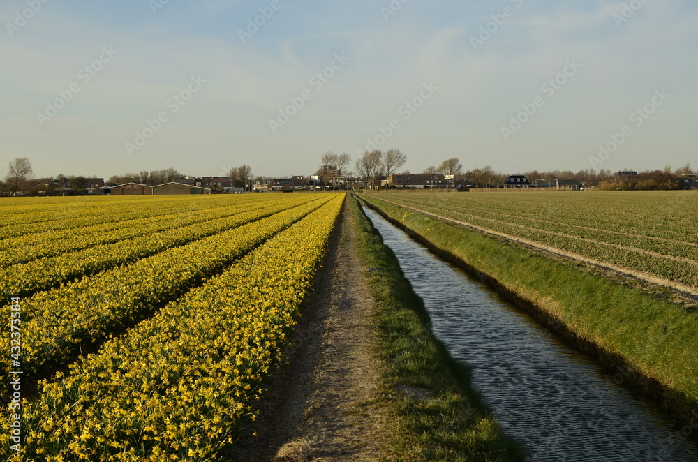 Dutch landscape with the flower fields and the canals