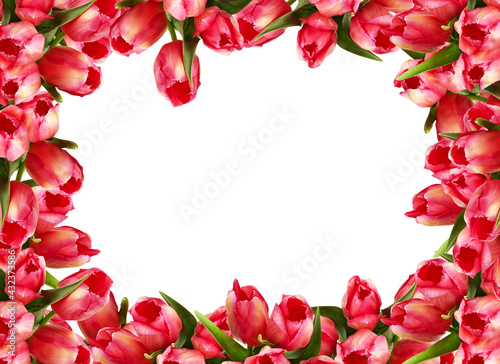frame of pink tulips isolated on​ white​ background​ with cutout have clipping​ path​ © Little Studio1
