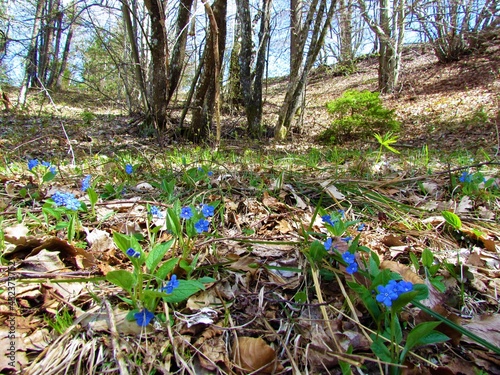 Beautiful blue creeping navelwort (Omphalodes verna) flowers growing in a forest