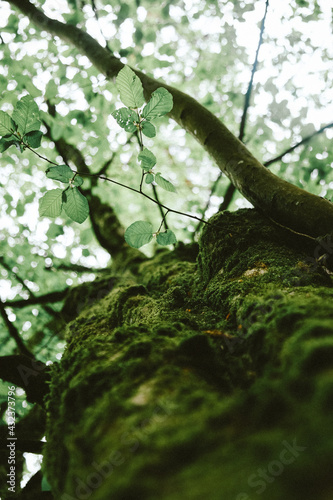 Arbre vert avec mousse, branches et feuilles vertes dans la forêt par temps de pluie et jour clair 