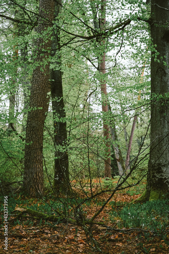 Arbres dans la forêt pendant un jour de pluie, paysage verdoyant rempli de feuilles et branchages verts. 