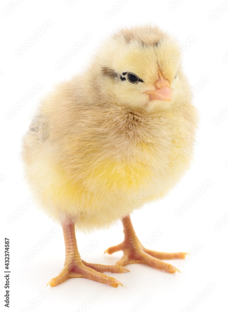 Small yellow chicken Small yellow chicken