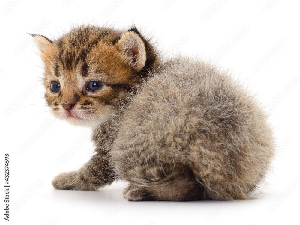Obraz premium Kitten on white background.