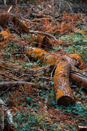 Bois coupé rependu sur le sol de la forêt, vieux bois rempli de mousse orange et de végétaux. Branchages et feuillages d'automne. 