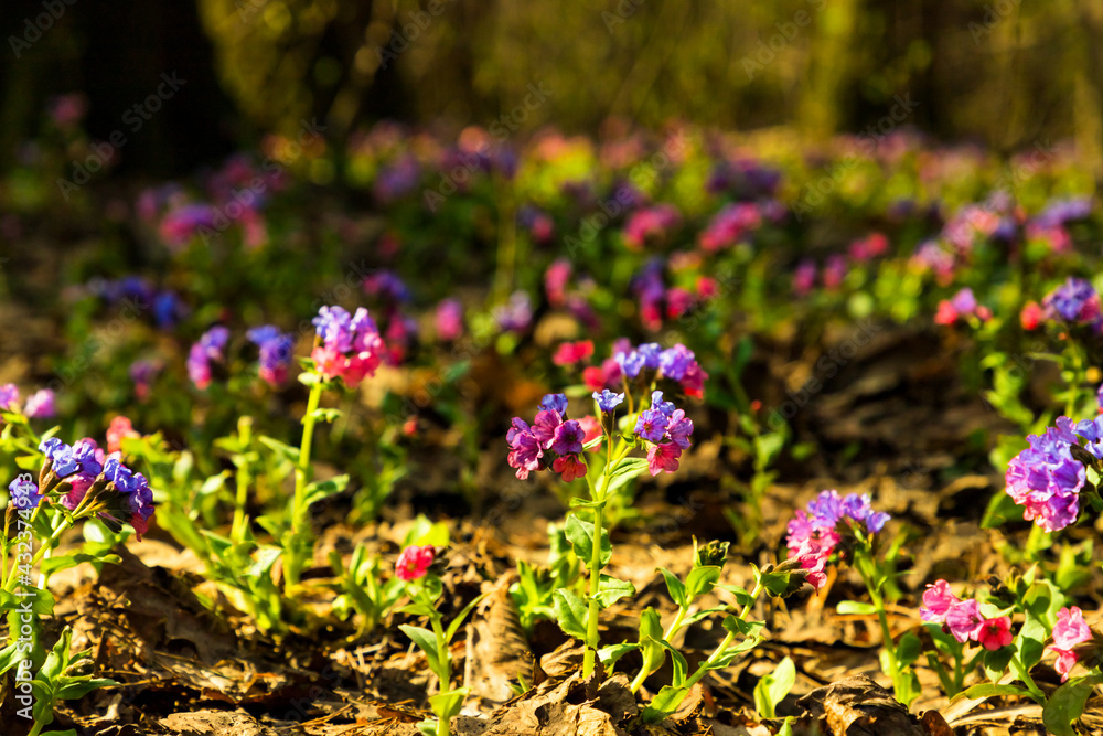 Blue purple flowers lungwort Pulmonaria on spring forest natural background. Close up. Selective soft focus. Shallow depth of field. Text copy space. Blue purple flowers lungwort Pulmonaria on spring forest natural background. Close up. Selective soft focus. Shallow depth of field. Text copy space.