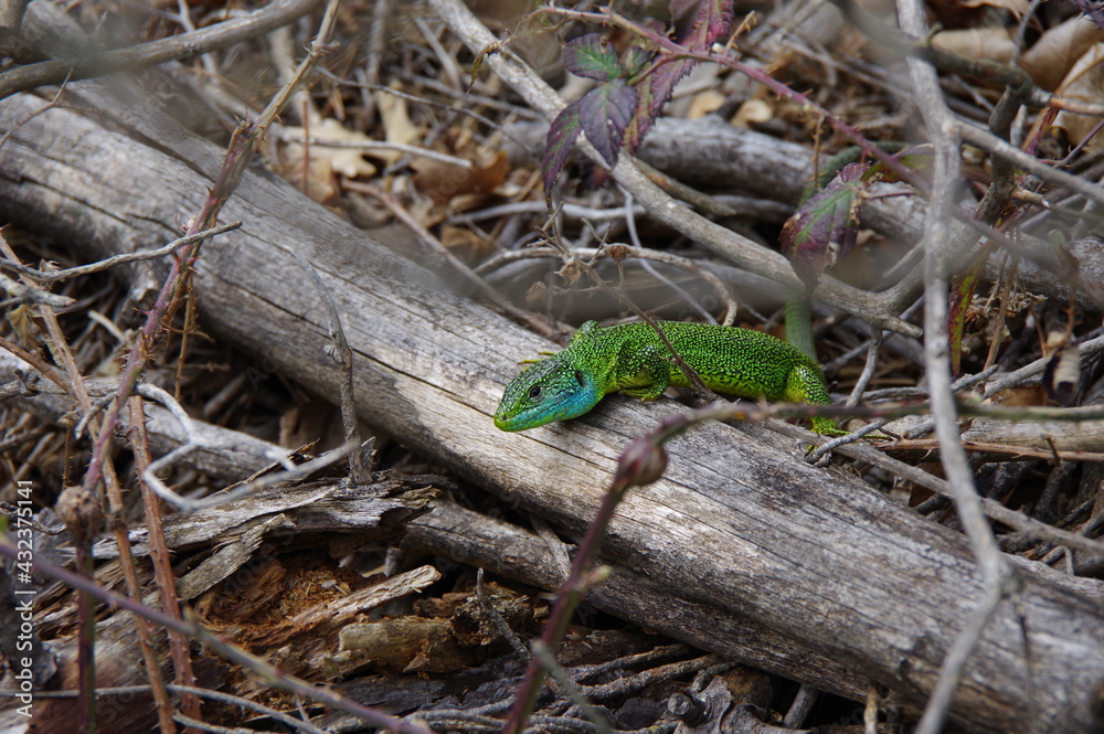 Lézard vert et bleu saurien de la forêt Lézard vert et bleu saurien de la forêt