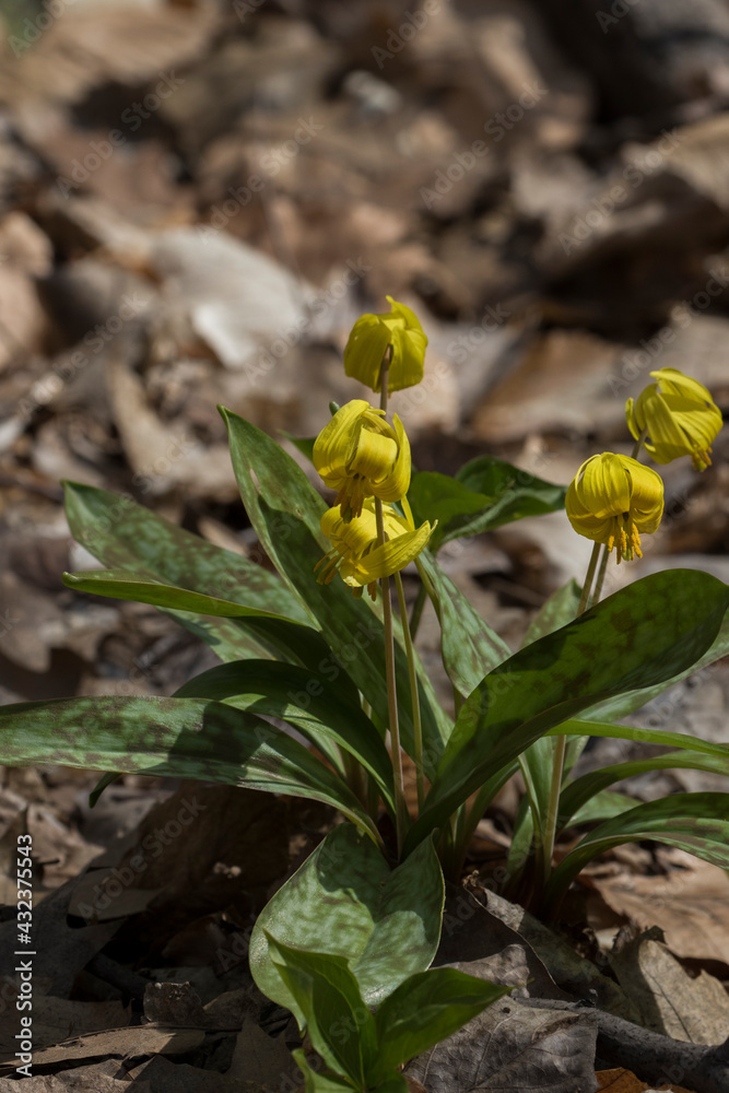 Erythronium americanum, the trout lily, yellow trout lily, or yellow dogtooth violet
Erythronium americanum, the trout lily, yellow trout lily, or yellow dogtooth violet