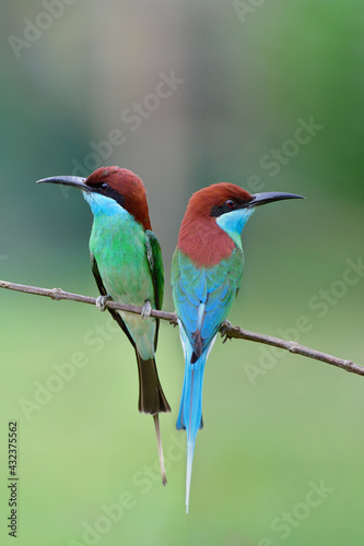 fascinated nature when pair of birds perching near each other during breeding season © prin79