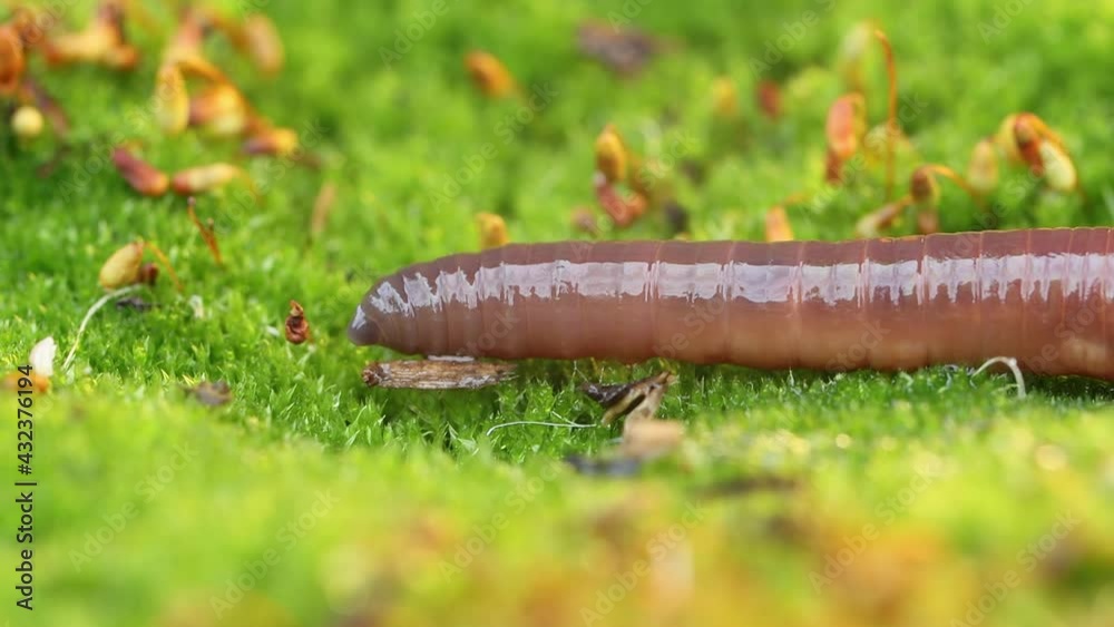 An earthworm is a terrestrial invertebrate that belongs to the class Clitellata, order