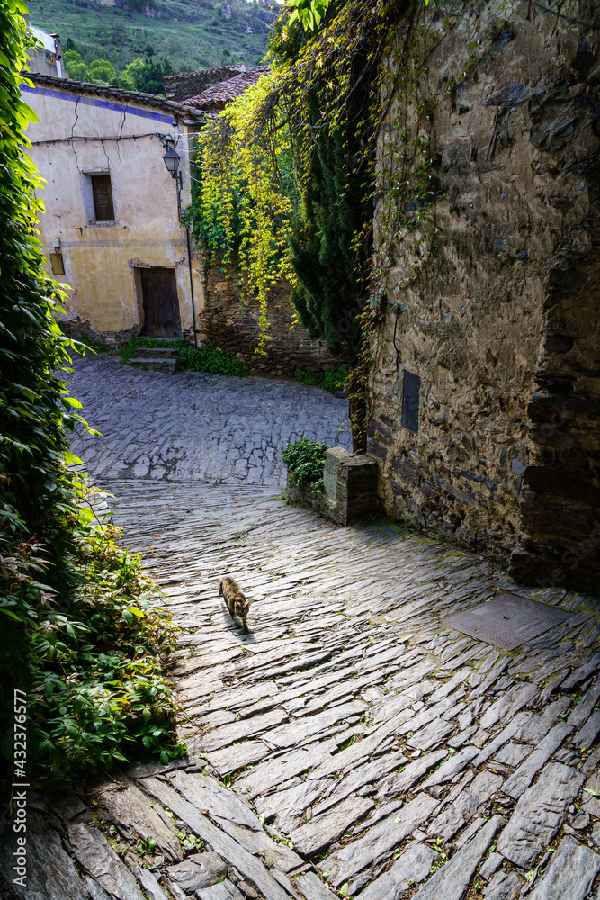 Stray cat walking down the narrow cobbled alley of an old town. Patones de Arriba Madrid.