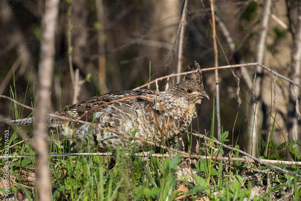 Fototapeta premium ruffed grouse (Bonasa umbellus) portrait in spring
