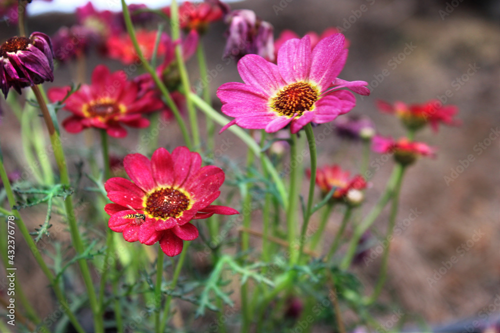Beautiful red daisies in the field Beautiful red daisies in the field