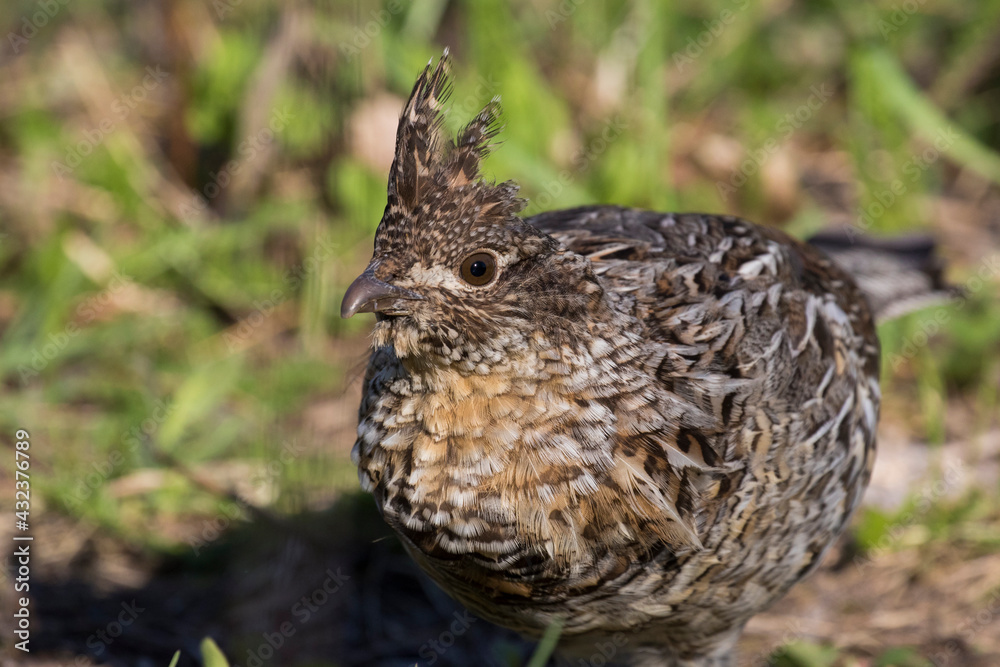 ruffed grouse (Bonasa umbellus) portrait in spring ruffed grouse (Bonasa umbellus) portrait in spring