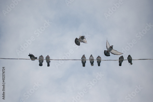 Pigeons and sitting on wires against a cloudy sky. Two of them in flight