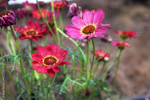 Beautiful red daisies in the field 