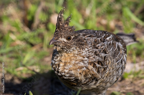 ruffed grouse (Bonasa umbellus) portrait in spring