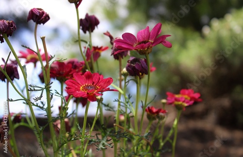 Beautiful red daisies in the field 