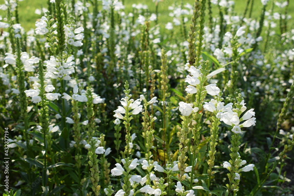 Fototapeta premium White Liatris spicata