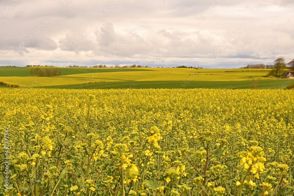 field of rapeseed field of rapeseed
