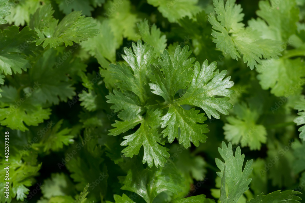 full frame picturer of coriander leaves full frame picturer of coriander leaves