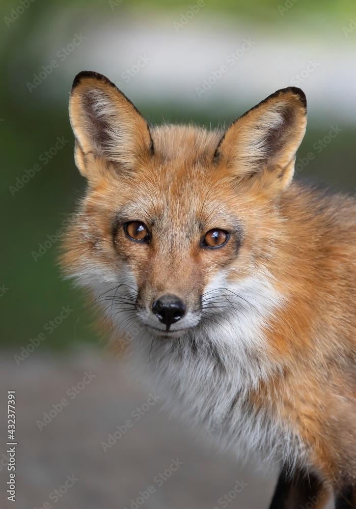 Closeup of a wild red fox (vulpes vulpes) by her den in Ottawa, Canada