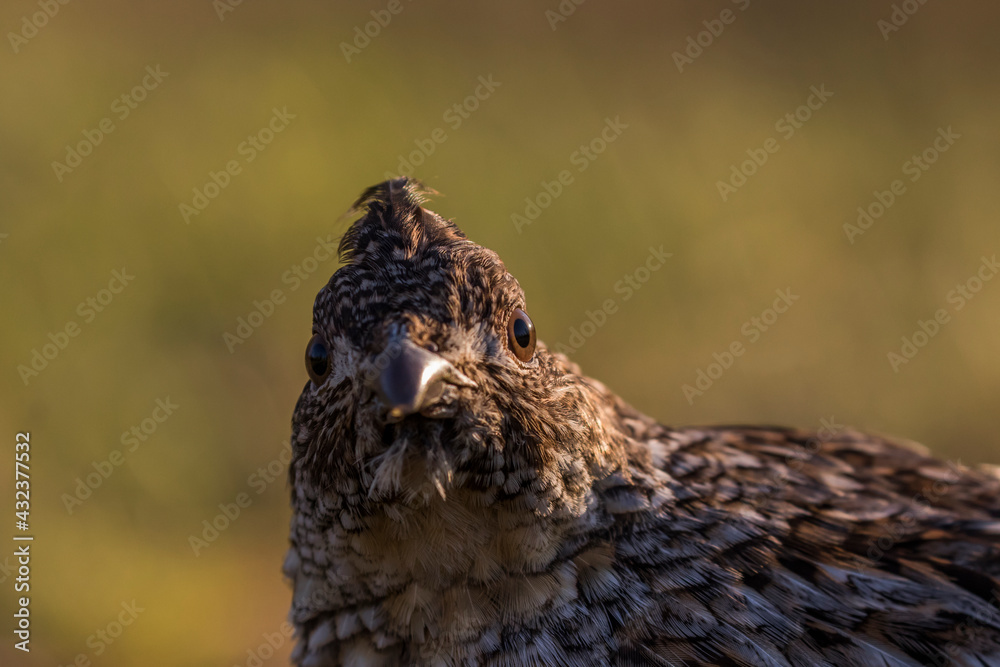 ruffed grouse (Bonasa umbellus) portrait in spring