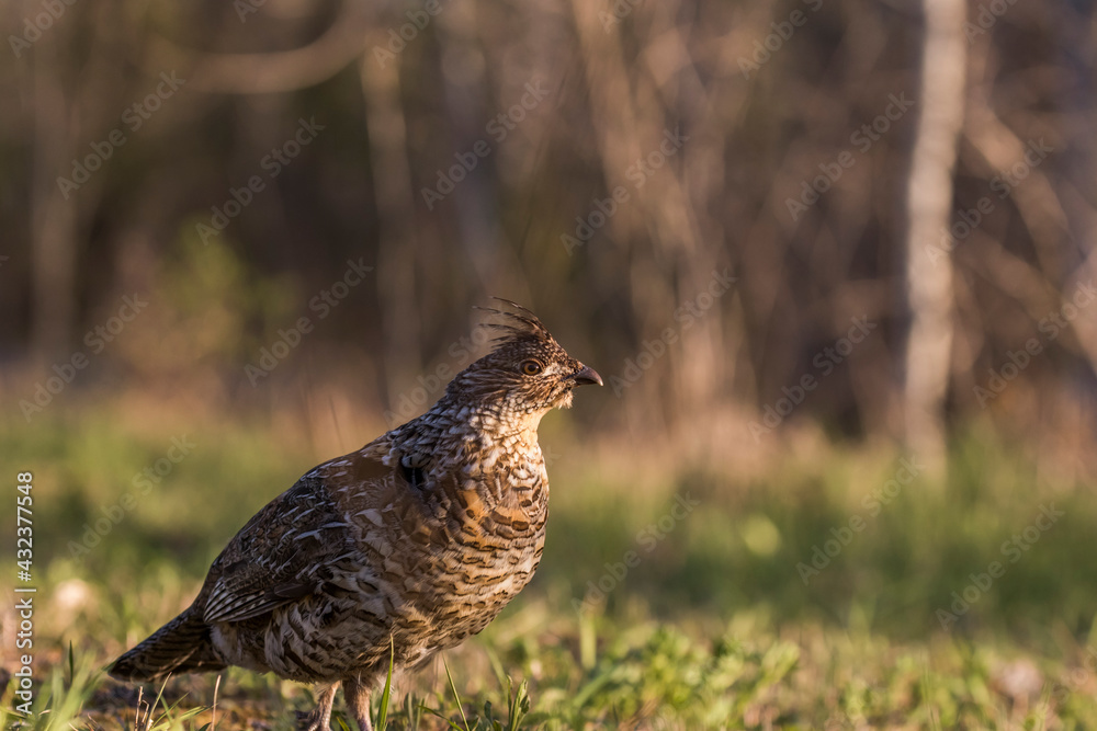 ruffed grouse (Bonasa umbellus) portrait in spring